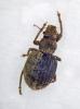 Strophosoma melanogrammum